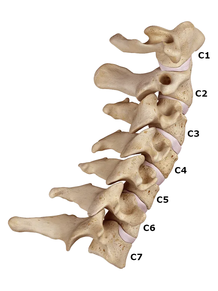 Cervical vertebrae, labelled