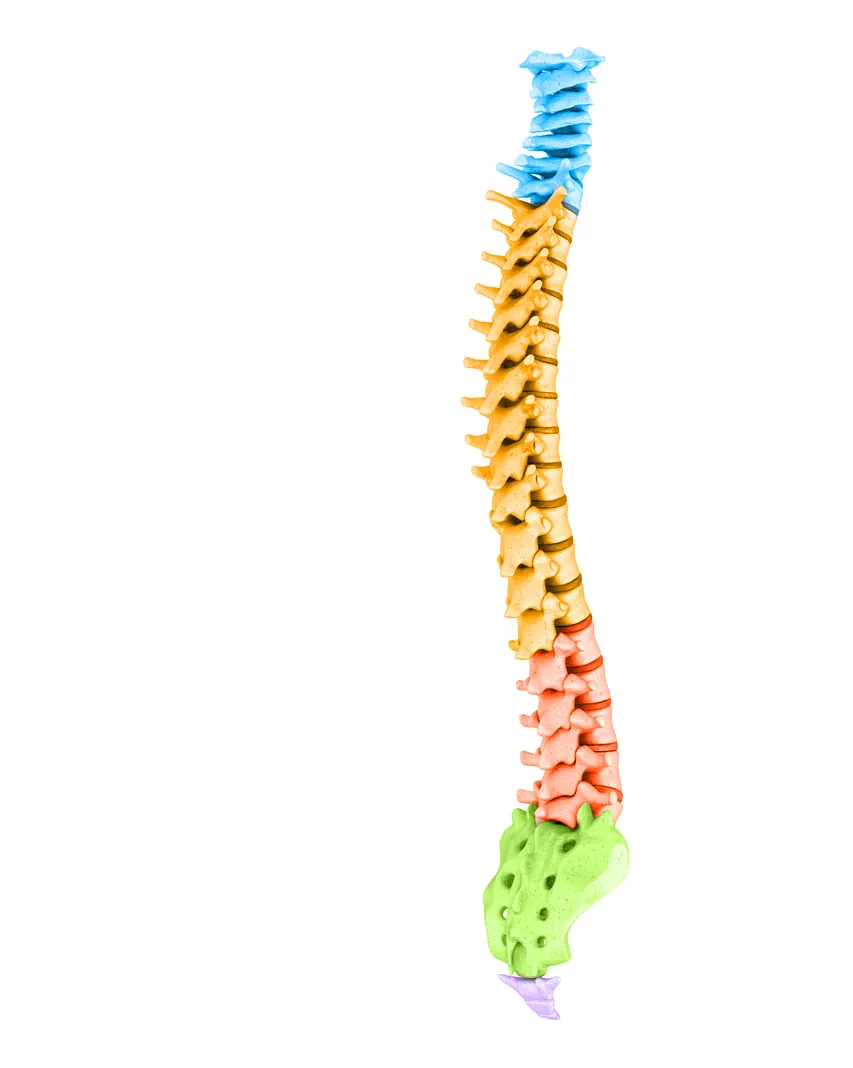 Colour model of the human spine showing the cervical, thoracic, lumbar, sacrum and coccyx sections