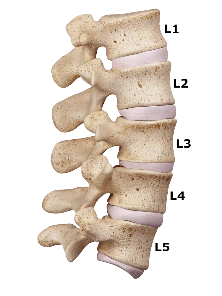 Lumbar vertebrae, labelled