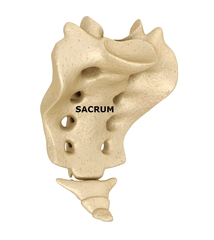 Sacrum vertebrae, labelled