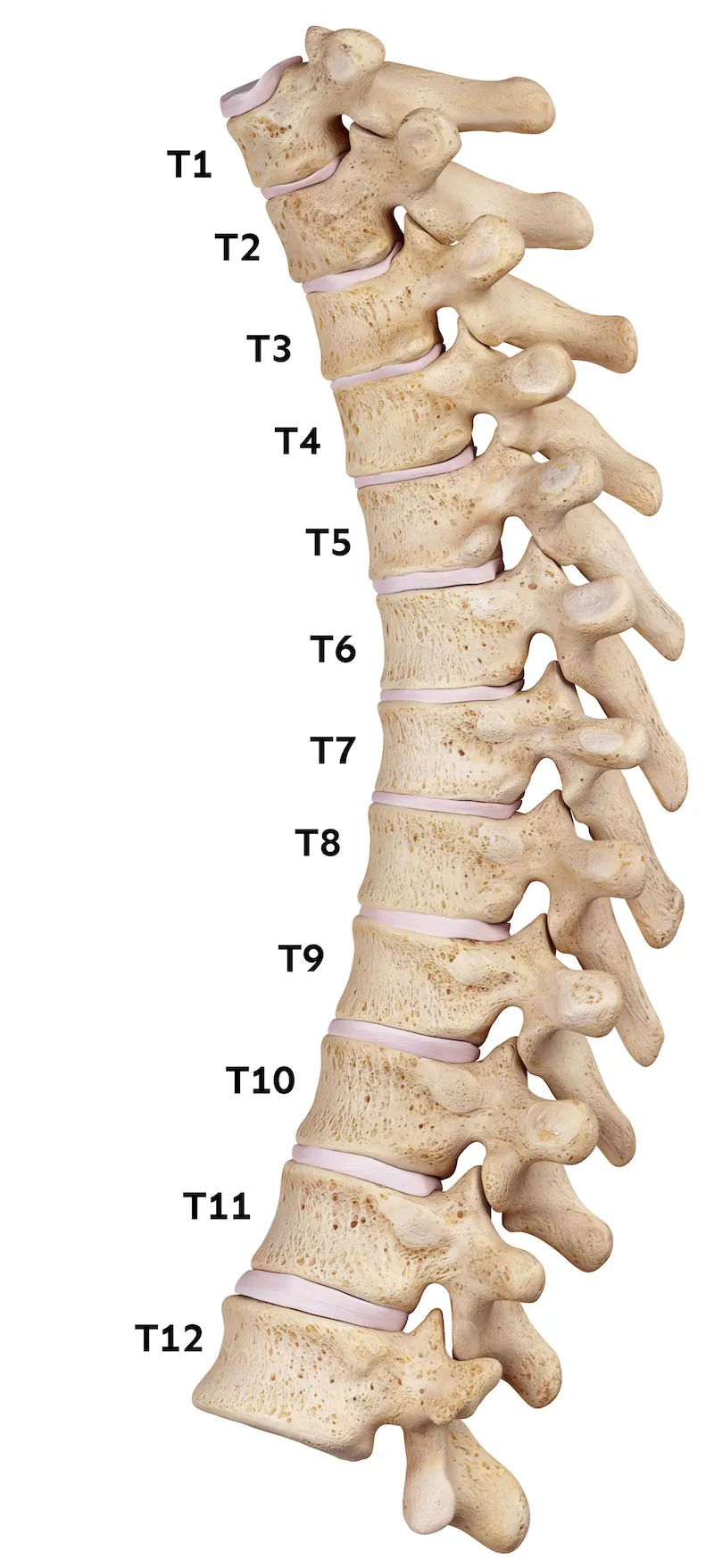 Thoracic vertebrae, labelled